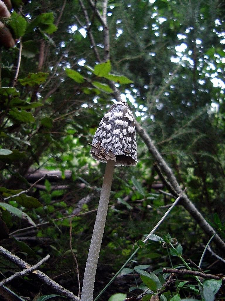 Coprinus picaceus?